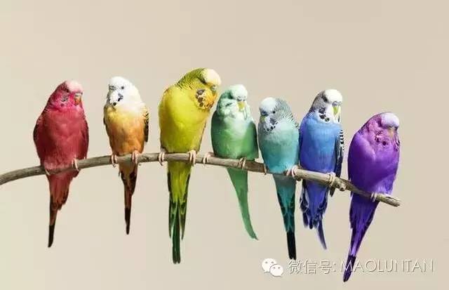致富经鹦鹉_鹦鹉养殖致富案例_养鹦鹉致富视频