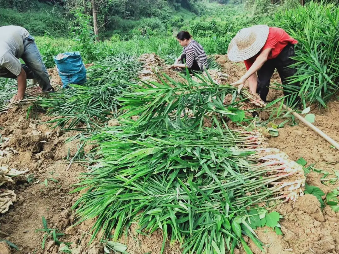 种黄姜技术专家免费讲课_药用黄姜种植视频_黄姜种植技术图