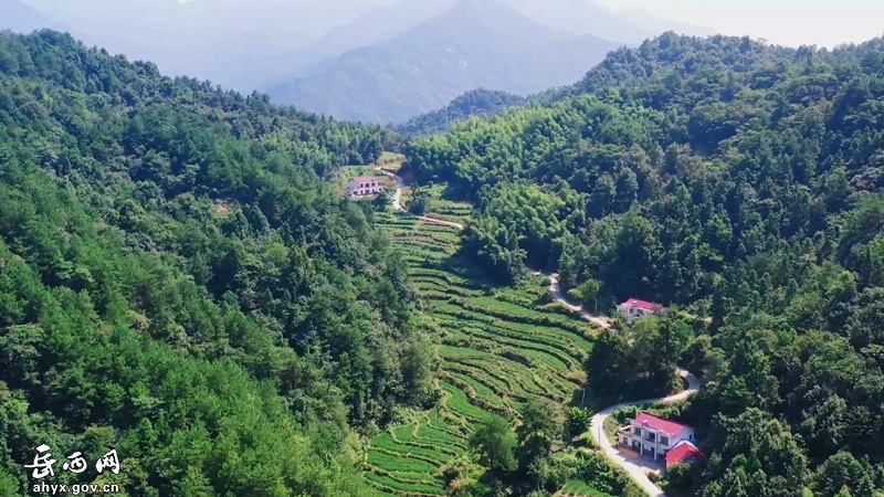 种植黄姜照片_黄姜种植技术图_种黄姜技术专家免费讲课