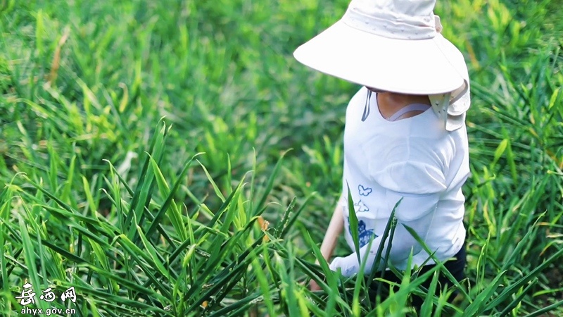 种黄姜技术专家免费讲课_黄姜种植技术图_种植黄姜照片