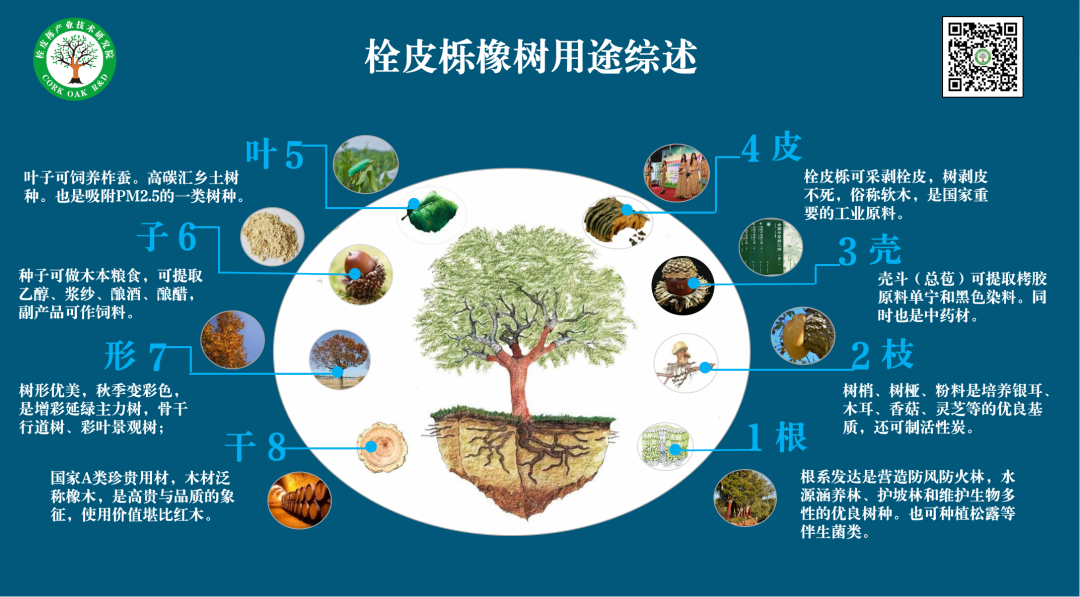 橡树种植致富_致富种植橡树图片_致富种植橡树怎么样