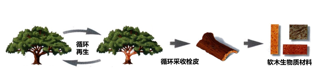 致富种植橡树图片_致富种植橡树怎么样_橡树种植致富