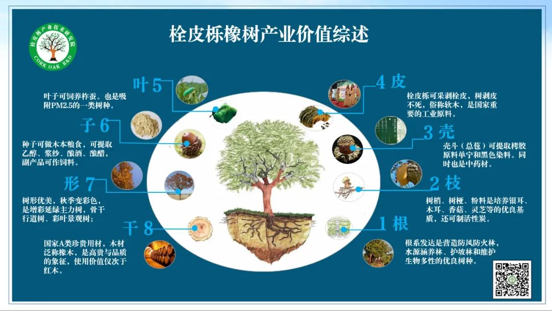 致富种植橡树怎么样_致富种植橡树图片_橡树种植致富