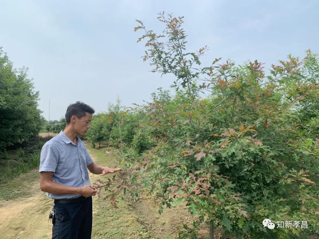 橡树种植效益_种植橡树的经济效益_橡树种植致富