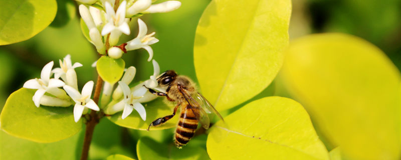 蜜蜂养殖技术要点