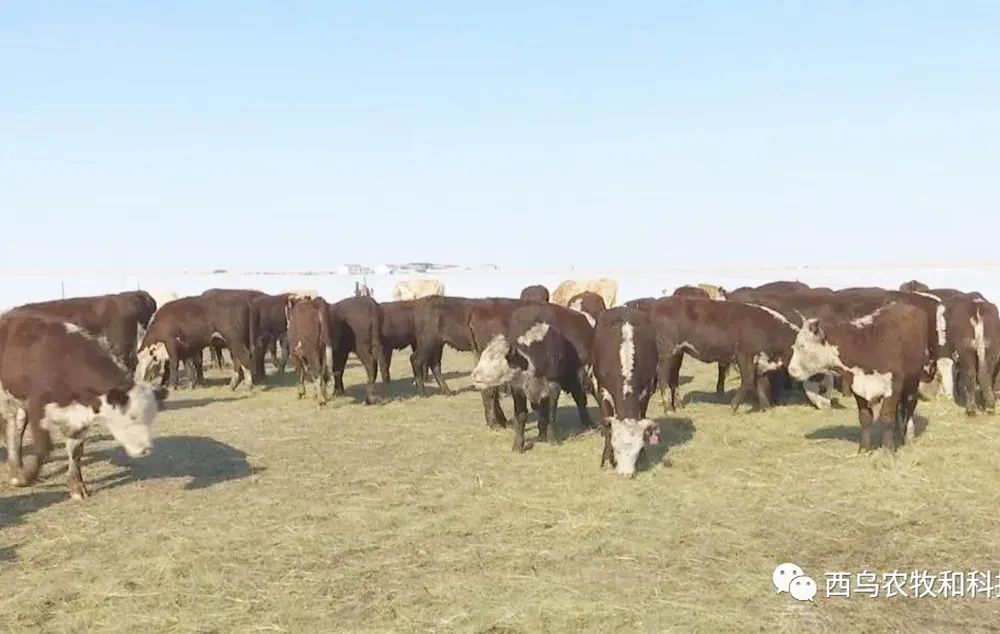 乌珠穆沁羊养殖技术_乌珠穆沁羊是山羊吗_乌珠穆沁种公羊