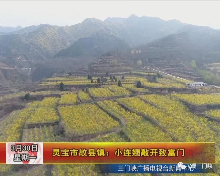 连趐种植技术视频_种植培训视频_种植小技巧小视频