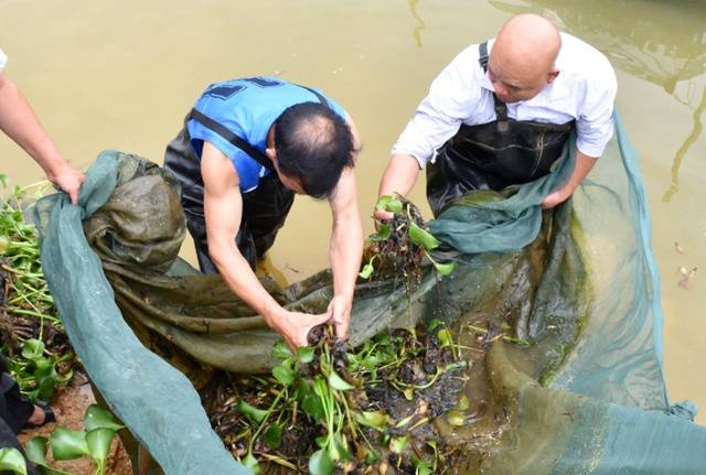 大棚养殖黄鳝用的是哪种膜_黄鳝养殖致富_致富经薄膜养黄鳝