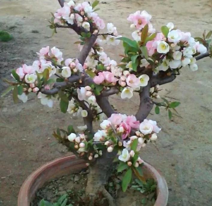 西府海棠种植技术_西府海棠树苗_西府海棠移栽