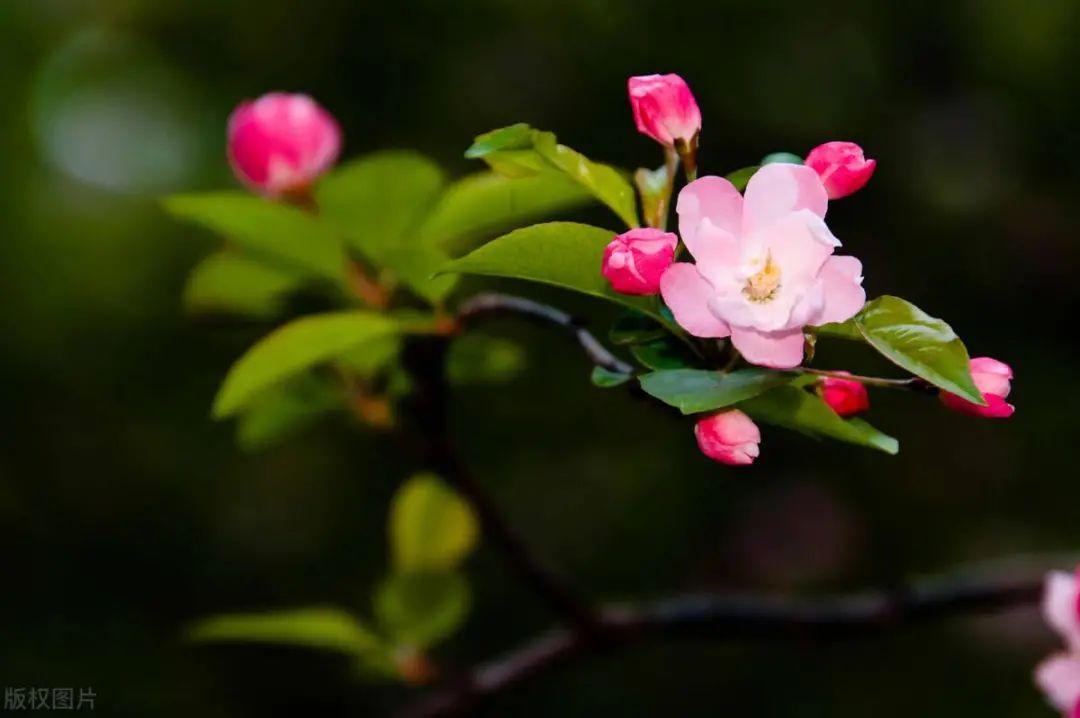 西府海棠树修剪视频_西府海棠栽植方案_西府海棠种植技术