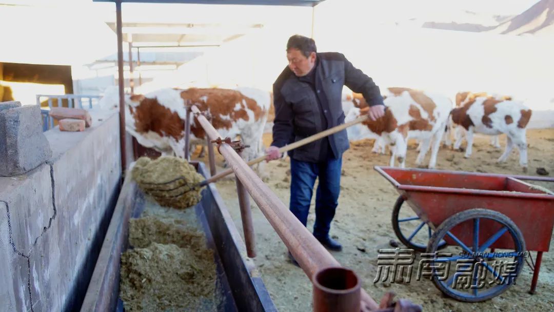 黄牛养殖致富项目_致富养殖黄牛项目怎么样_养殖黄牛赚钱吗