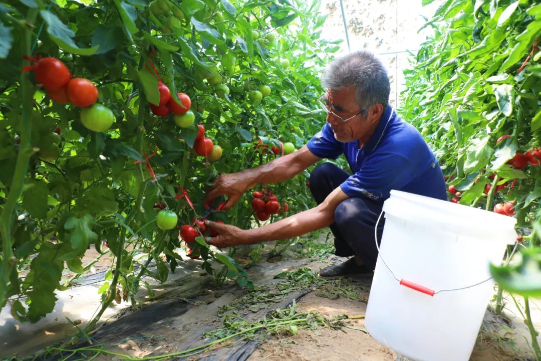 种养致富项目_致富经养土鸡蛋视频_土蛋种植致富项目