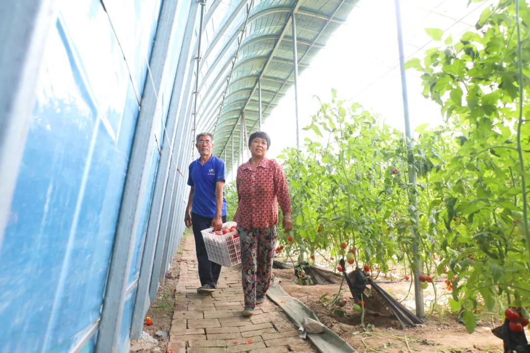 致富经养土鸡蛋视频_种养致富项目_土蛋种植致富项目