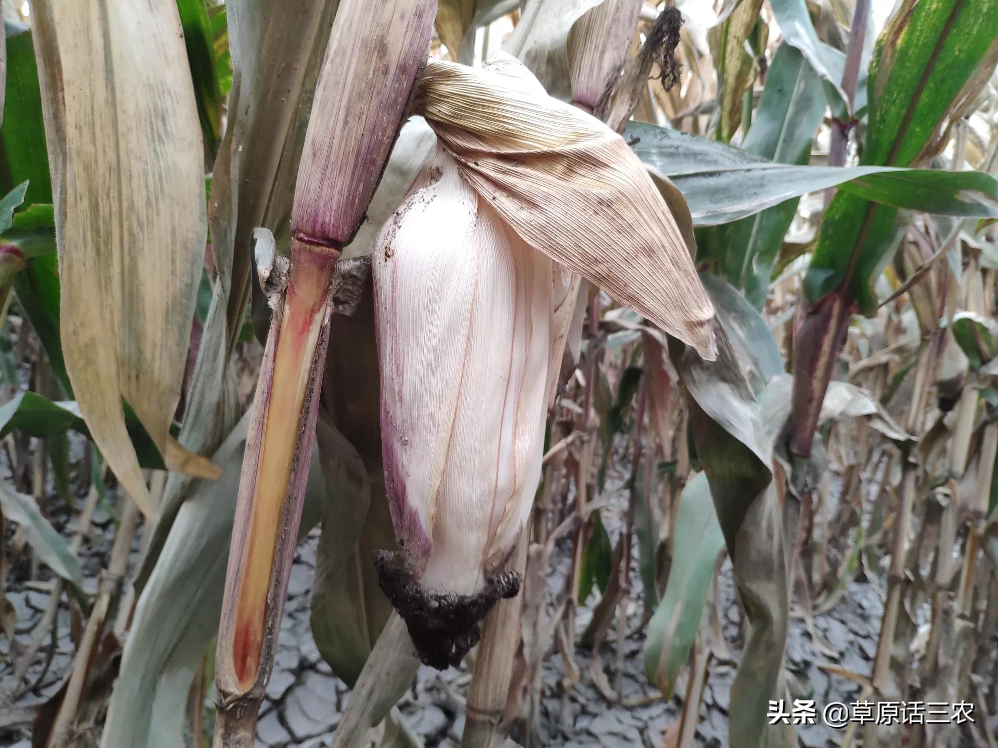 致富粮食种植方案怎么写_粮食种植致富方案_致富粮食种植方案设计