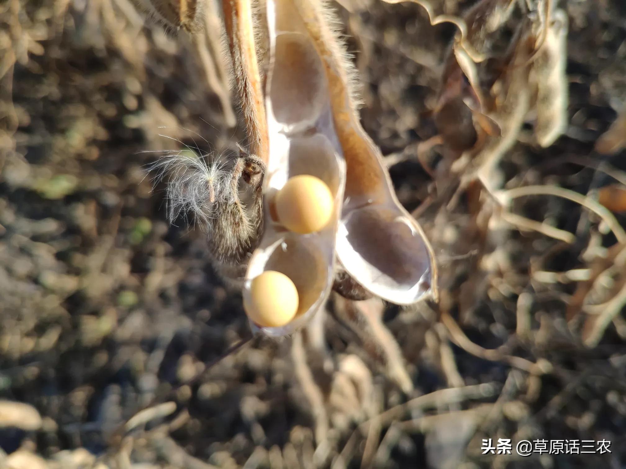 粮食种植致富方案_致富粮食种植方案怎么写_致富粮食种植方案设计