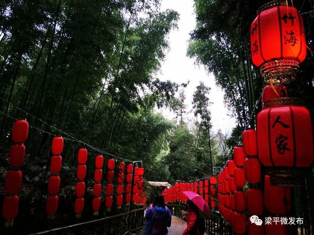 种养致富_种植绿竹致富图片_致富种植图片绿竹盆景