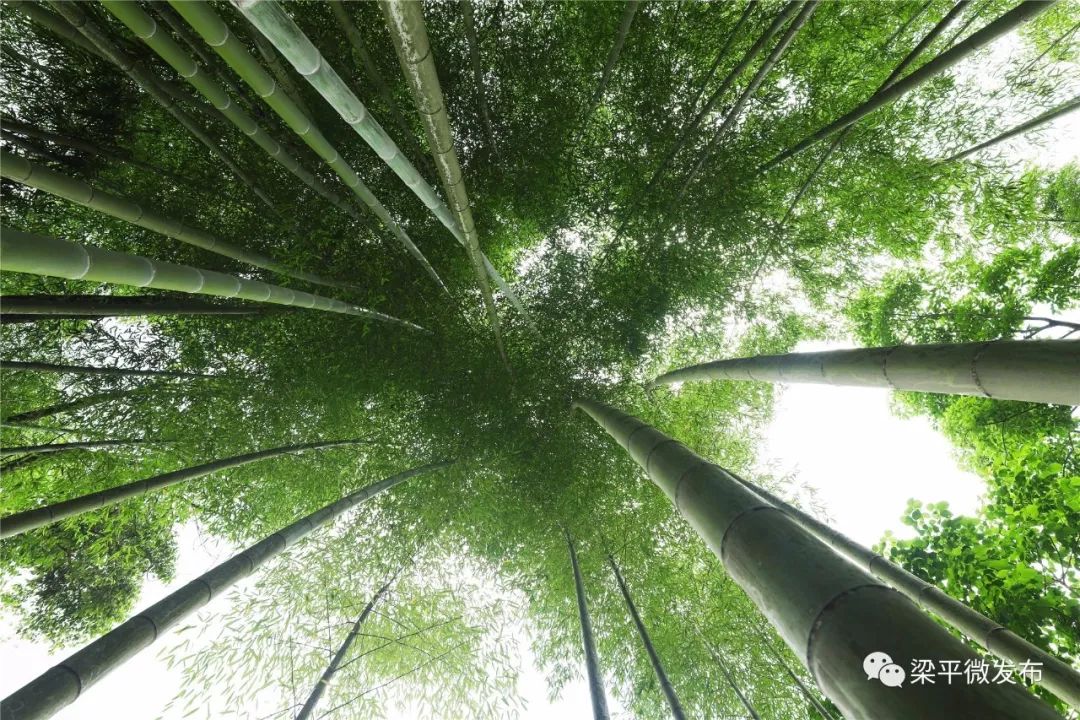 种植绿竹致富图片_种养致富_致富种植图片绿竹盆景