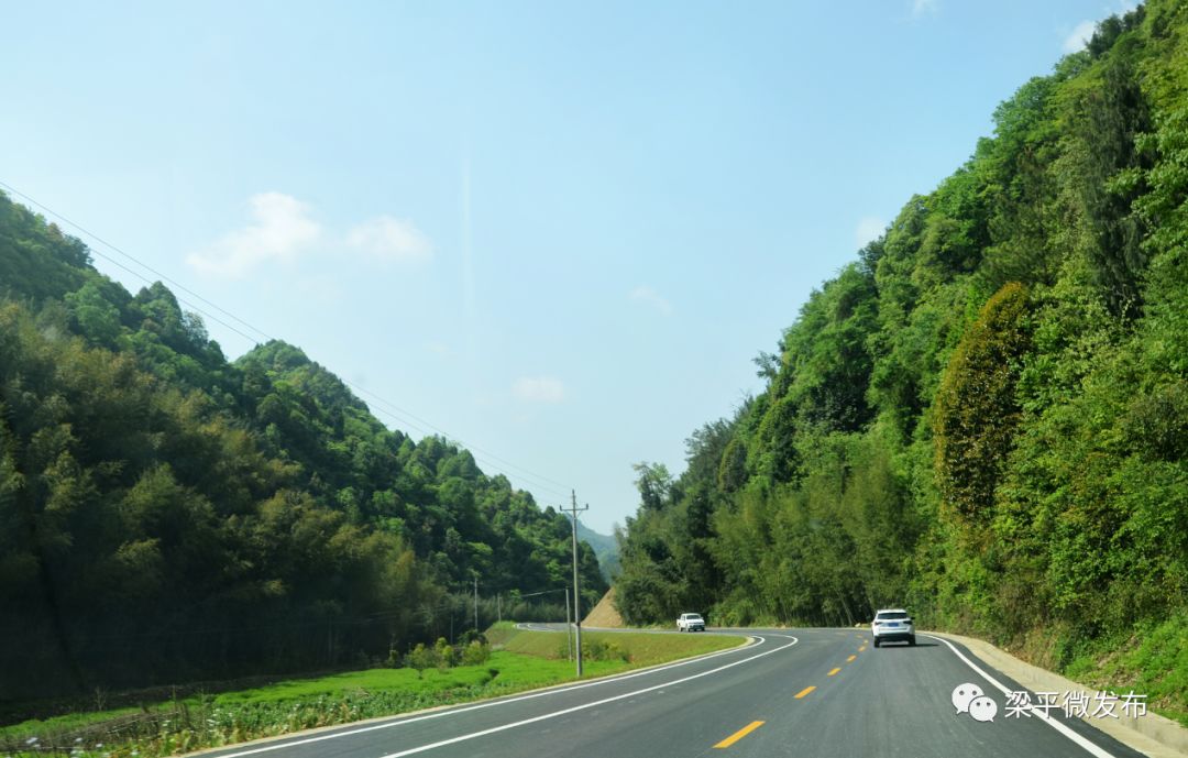 种植绿竹致富图片_致富种植图片绿竹盆景_种养致富