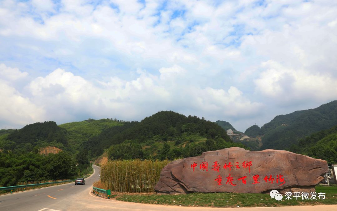 种植绿竹致富图片_种养致富_致富种植图片绿竹盆景