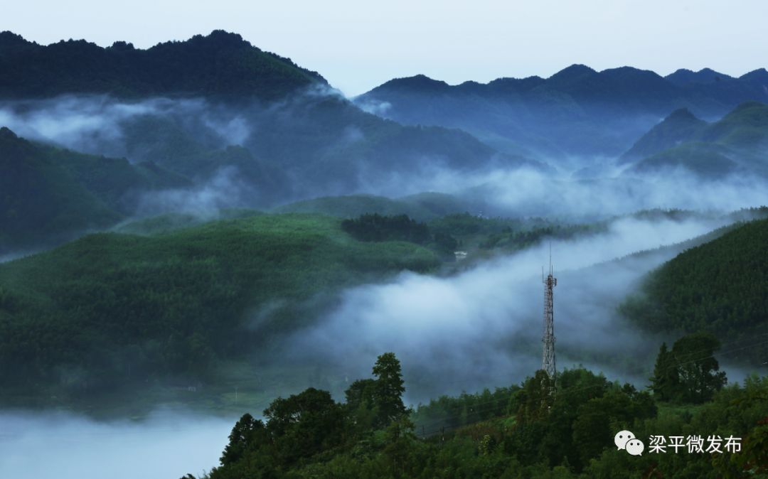 致富种植图片绿竹盆景_种养致富_种植绿竹致富图片