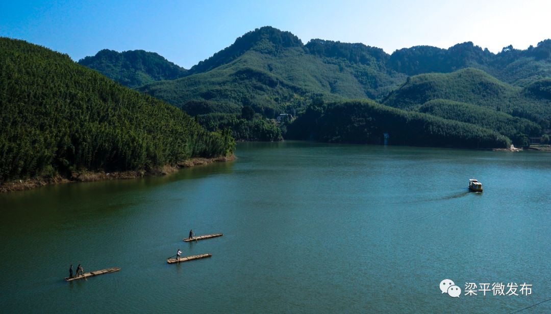 致富种植图片绿竹盆景_种养致富_种植绿竹致富图片