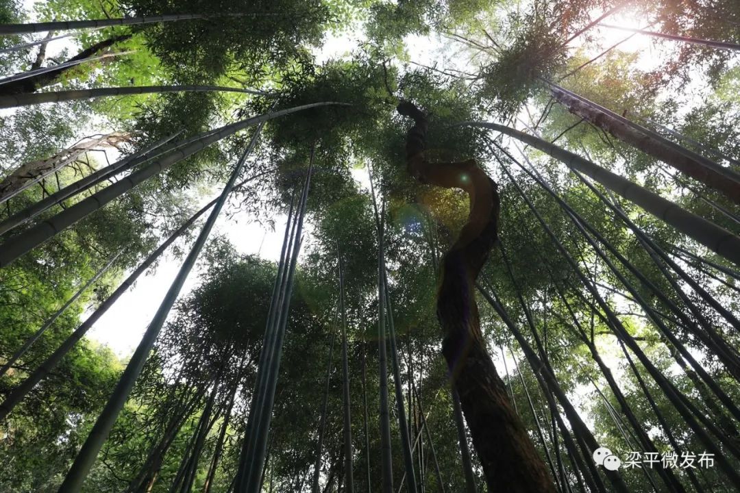 种养致富_致富种植图片绿竹盆景_种植绿竹致富图片