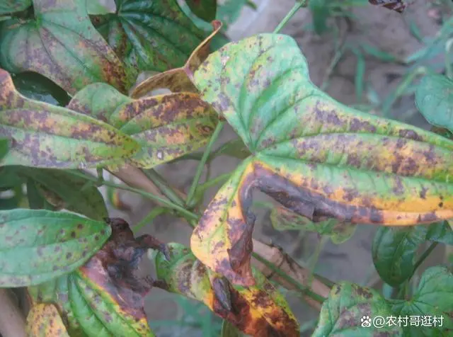 种植怀山药的远地要求_怀山药种植技术_怀山药种苗