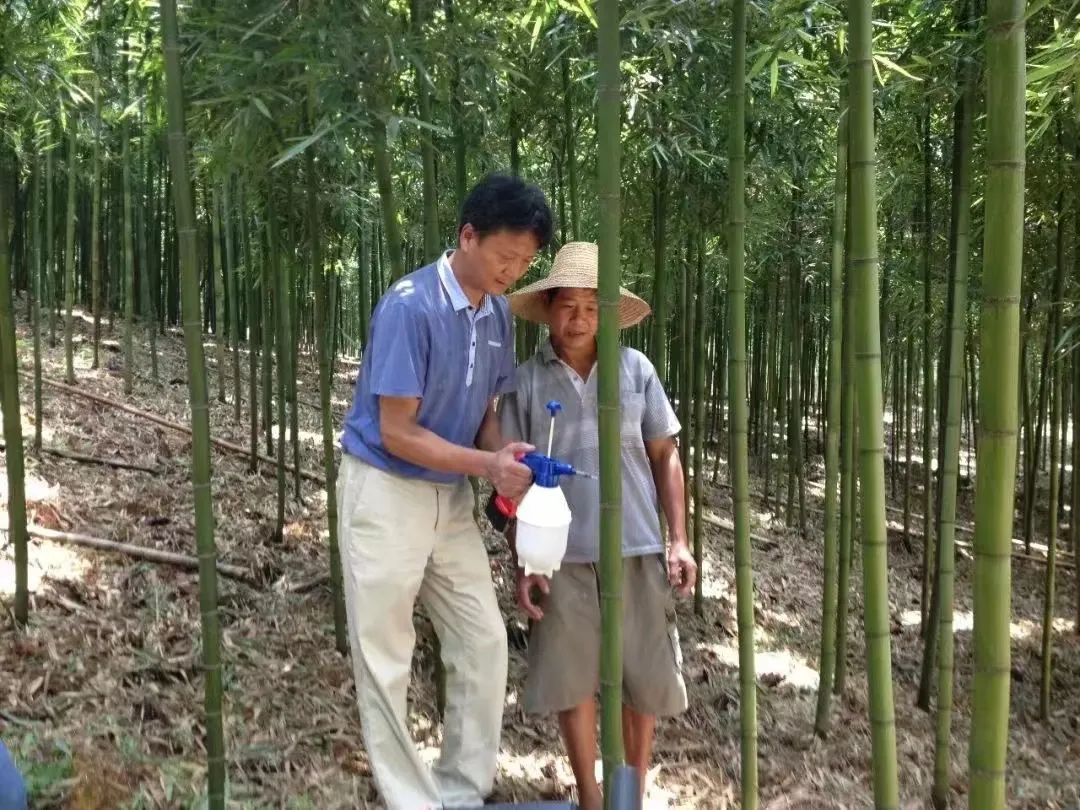 种植绿竹致富图片_种植致富经_致富经花卉种植