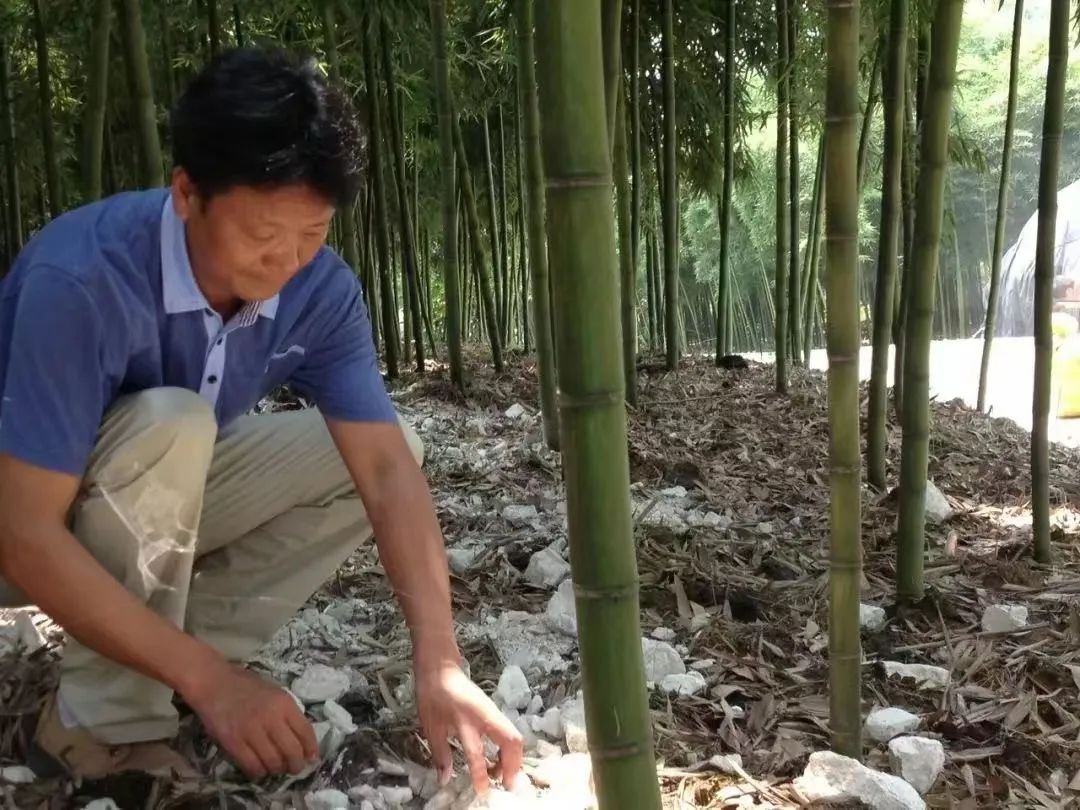 种植绿竹致富图片_种植致富经_致富经花卉种植