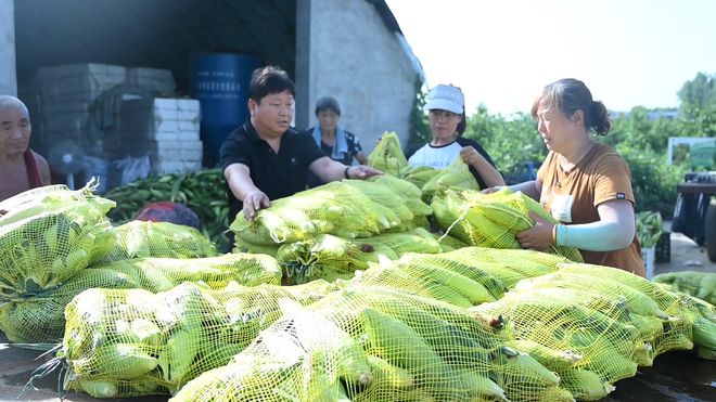 粮食种植视频_粮食种植致富方案_致富粮食种植方案怎么写