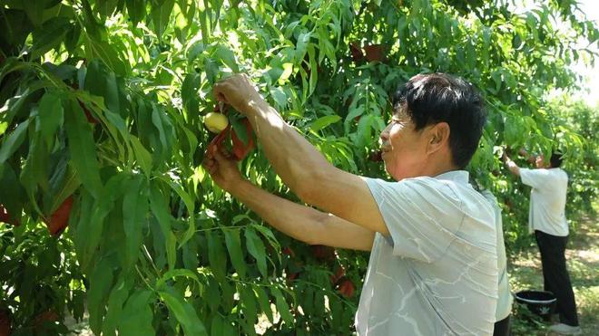 粮食种植视频_粮食种植致富方案_致富粮食种植方案怎么写