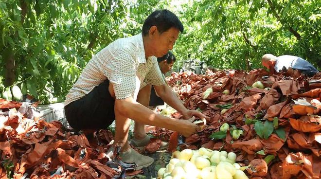 致富粮食种植方案怎么写_粮食种植视频_粮食种植致富方案