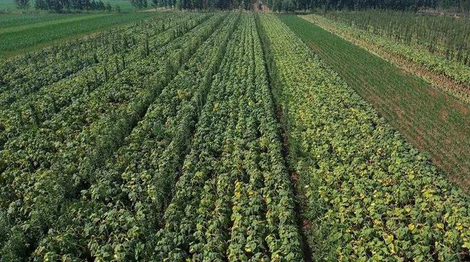 粮食种植视频_致富粮食种植方案怎么写_粮食种植致富方案