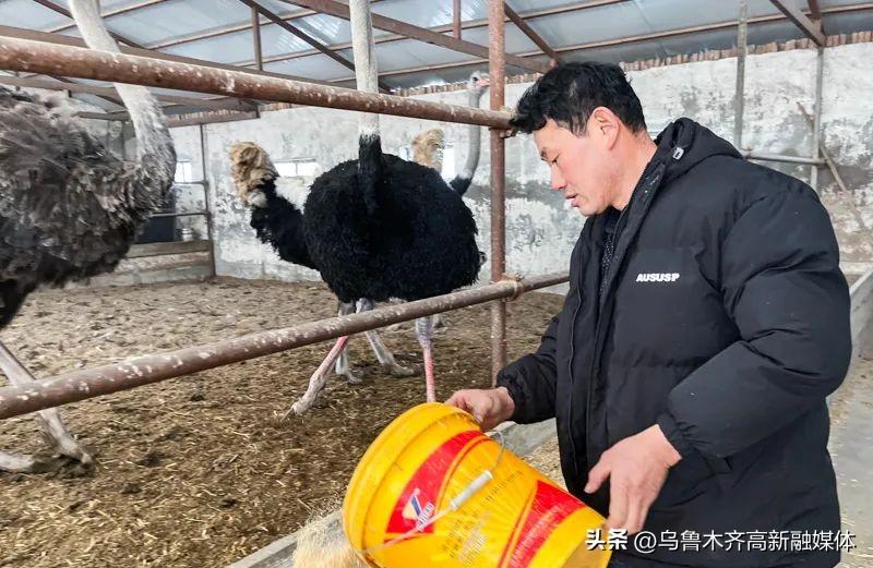 致富经鸵鸟视频_视频致富鸵鸟是真的吗_cctv致富经鸵鸟养殖视频