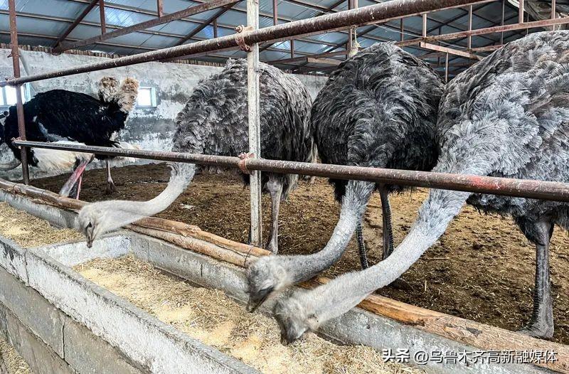 cctv致富经鸵鸟养殖视频_致富经鸵鸟视频_视频致富鸵鸟是真的吗