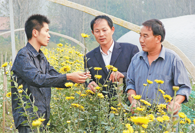 新致富项目种植_新沂种植作物_新沂种植致富