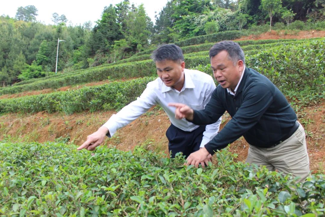 土蛋种植致富项目_种养致富项目_致富经养土鸡蛋视频