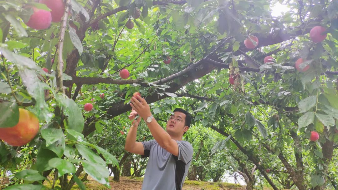 种养致富项目_土蛋种植致富项目_致富经养土鸡蛋视频