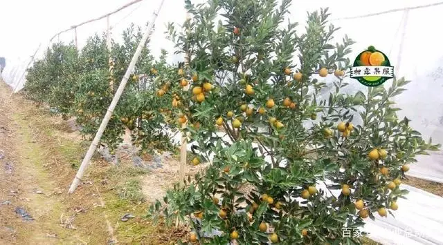 金柑的种植条件_致富种植金柑怎么样_金柑种植致富