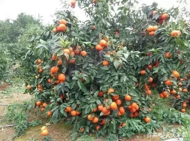 致富种植金柑好吗_金柑的种植条件_金柑种植致富