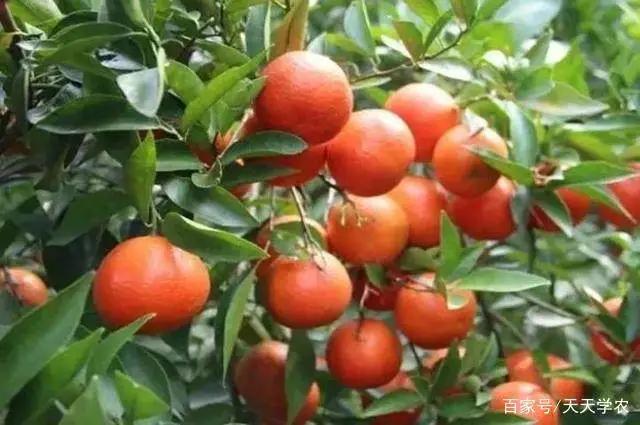 致富种植金柑好吗_金柑种植致富_金柑的种植条件