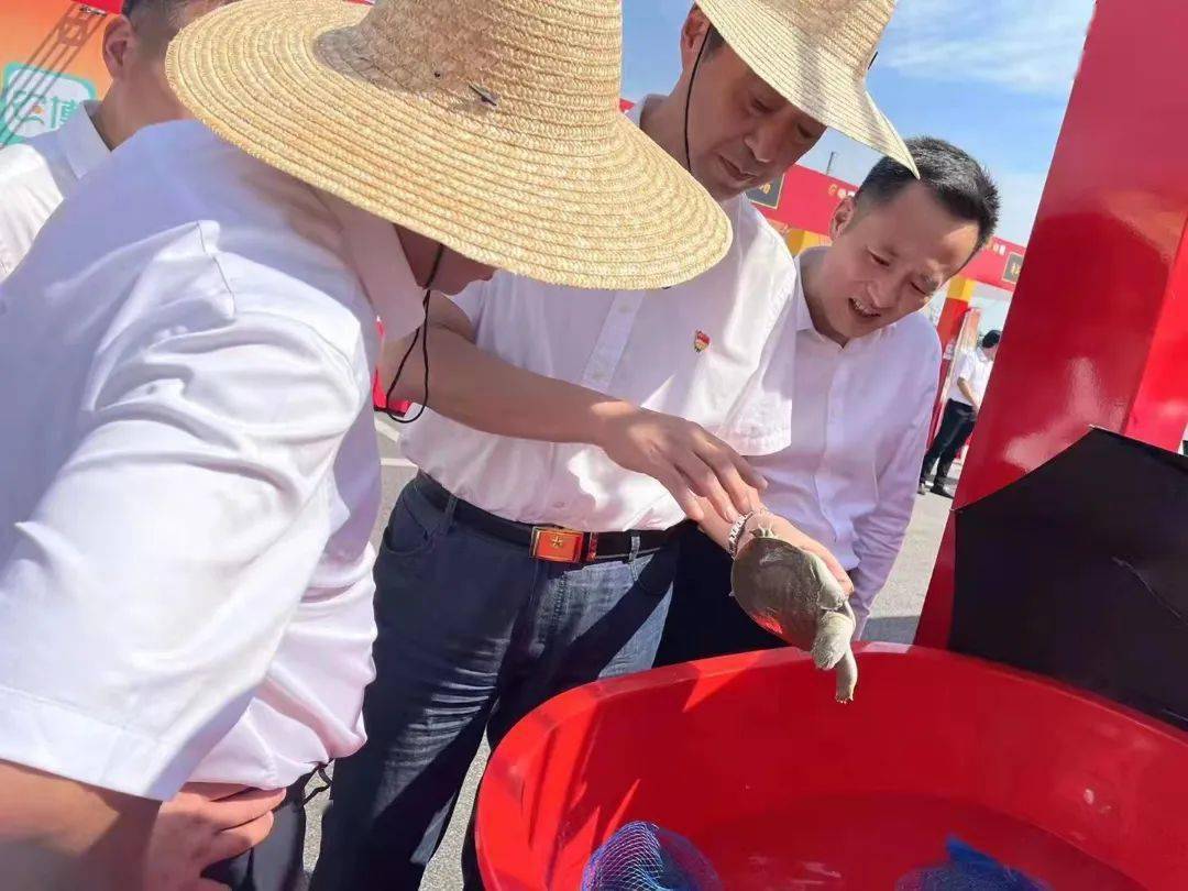 致富养殖广东甲鱼怎么样_致富养殖广东甲鱼视频_广东甲鱼养殖致富