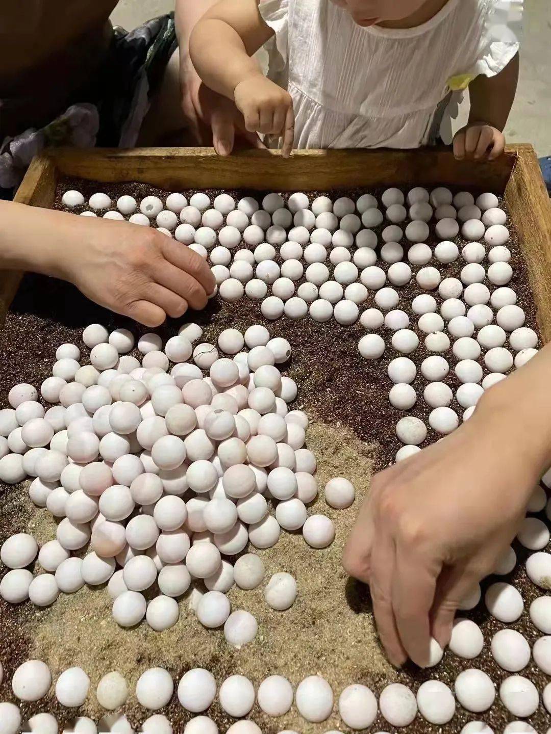 广东甲鱼养殖致富_致富养殖广东甲鱼视频_致富养殖广东甲鱼怎么样