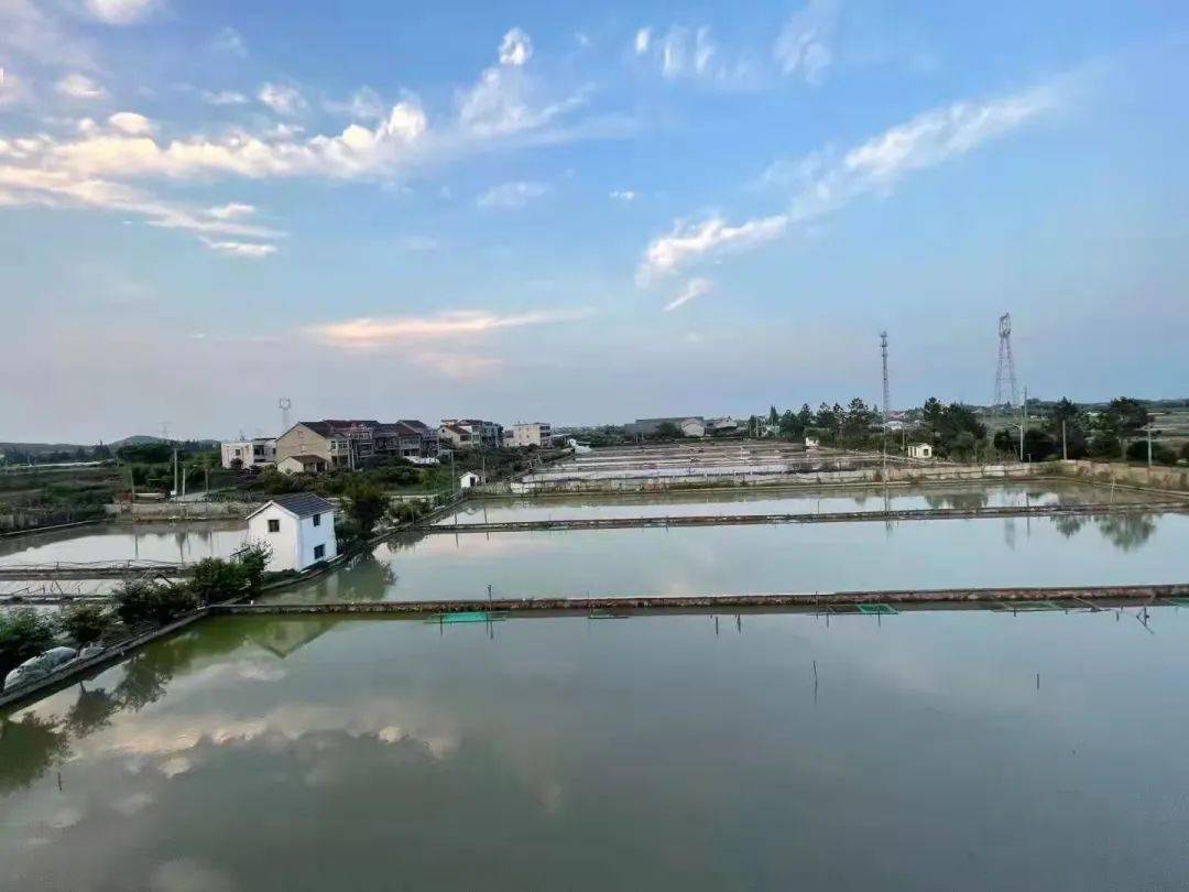 致富养殖广东甲鱼视频_广东甲鱼养殖致富_致富养殖广东甲鱼怎么样