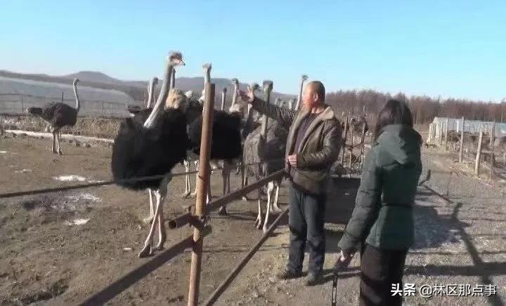 cctv致富经鸵鸟养殖视频_致富经鸵鸟视频_视频致富鸵鸟是真的吗