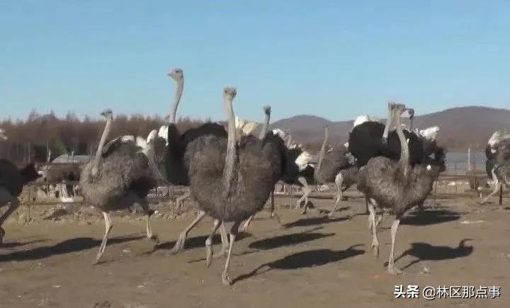 视频致富鸵鸟是真的吗_致富经鸵鸟视频_cctv致富经鸵鸟养殖视频