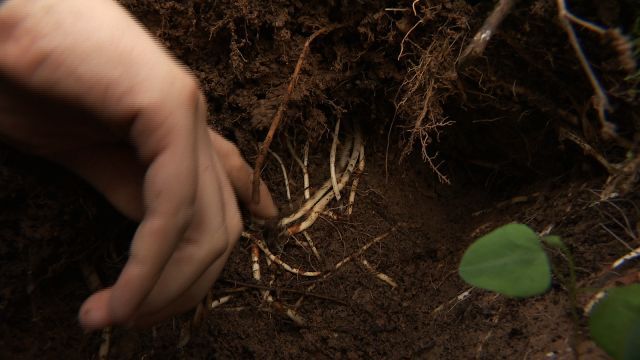 鱼腥草致富经_CCTV7致富经鱼腥草视频_致富经鱼腥草种植技术与管理