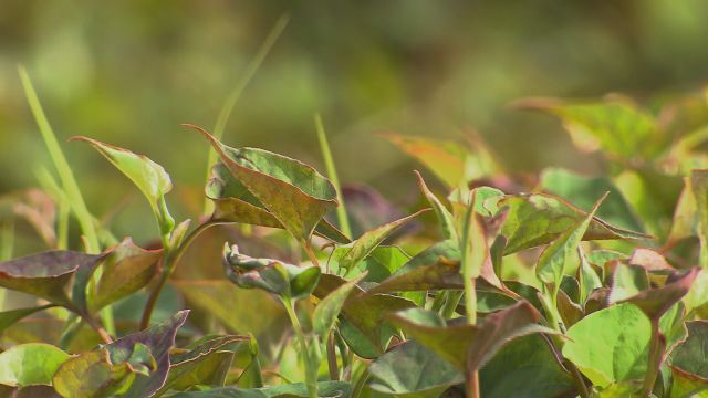 鱼腥草致富经_致富经鱼腥草种植技术与管理_CCTV7致富经鱼腥草视频