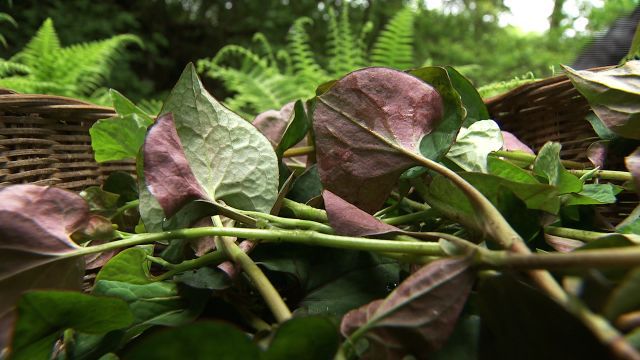 致富经鱼腥草种植技术与管理_鱼腥草致富经_CCTV7致富经鱼腥草视频