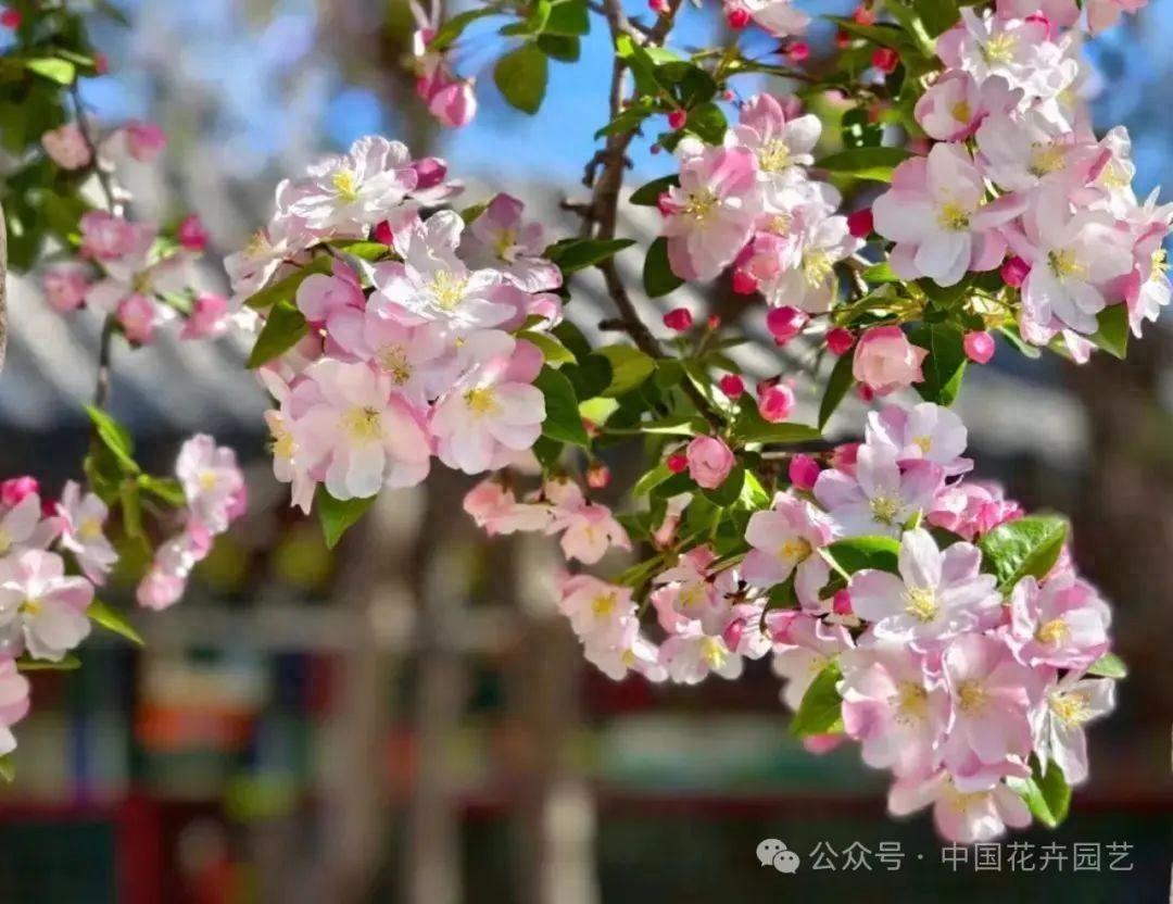 西府海棠移栽_西府海棠种植技术_西府海棠树苗